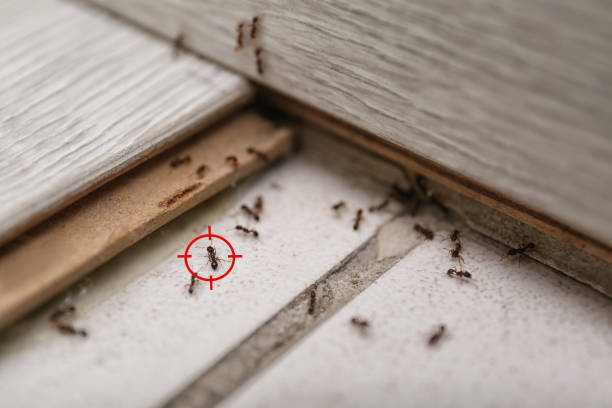 Best Insect Control  in Woodbine, NJ