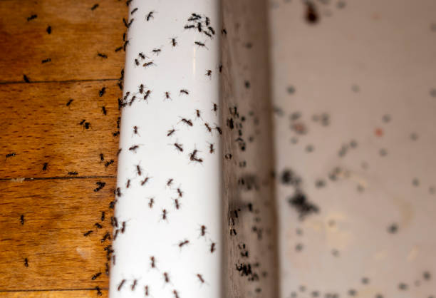 Best Wildlife Control Services  in Woodbine, NJ
